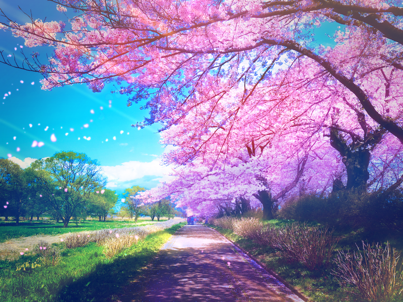 Scenery of cherry blossoms along a path in spring