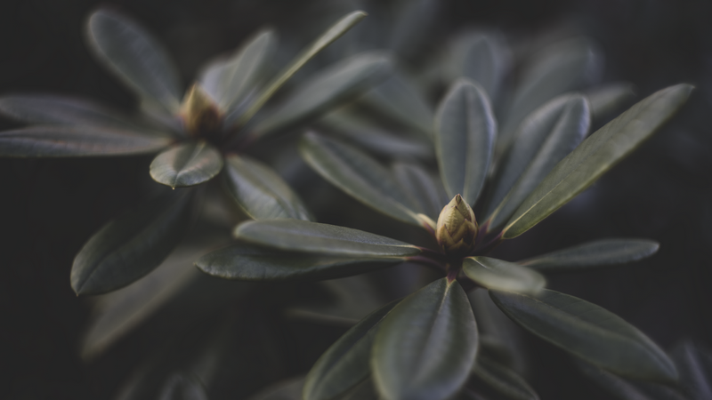 Close-up of plant buds and leaves with shallow depth of field