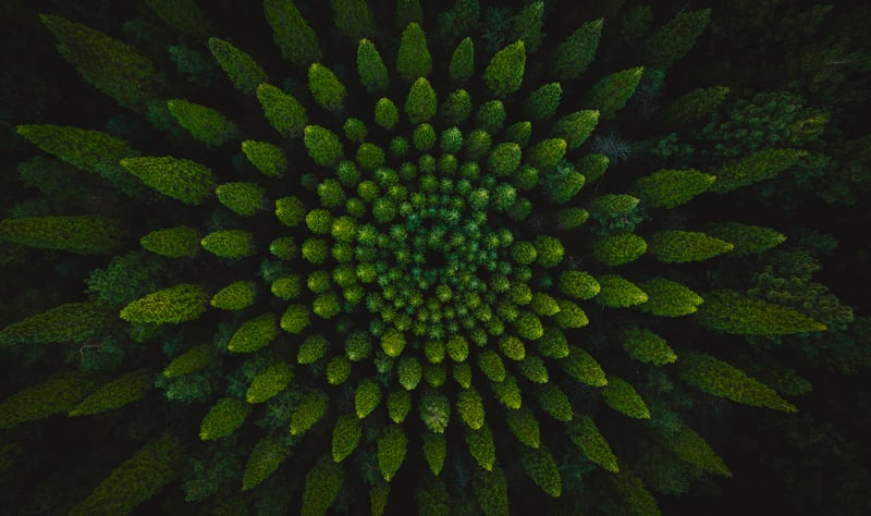 Aerial view of trees arranged in a spiral pattern
