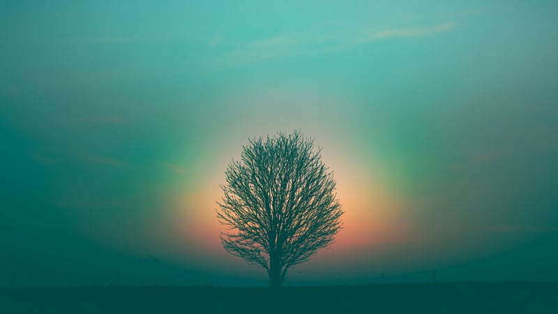 Bare tree silhouetted against a teal and orange sky