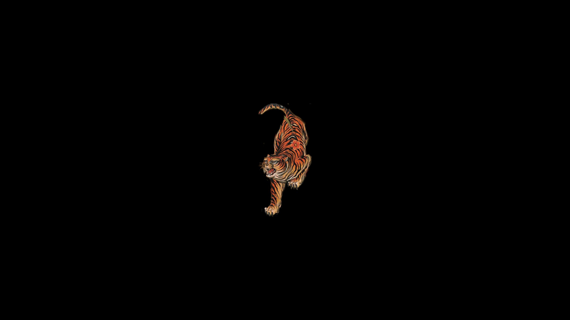 Tiger walking on a black background