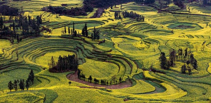 Terraced fields of yellow flowers in Yunnan, China