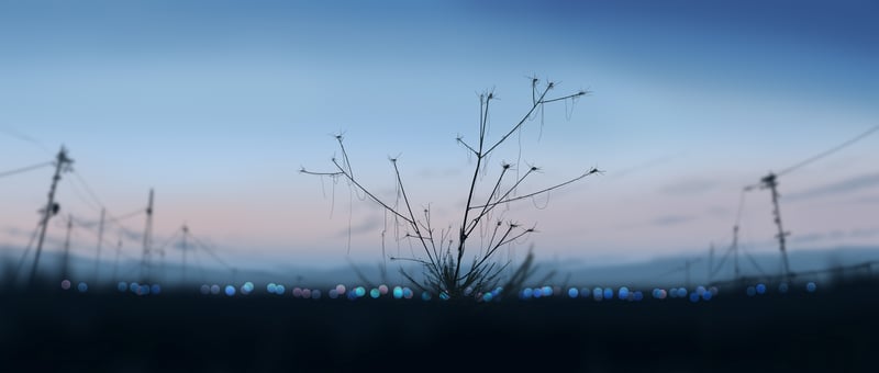 Silhouette of a bare plant against a bokeh background