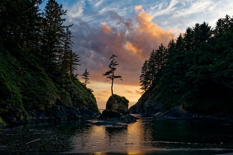 Lone tree on a rock in a cove at sunset