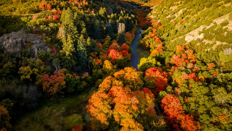 Aerial view of a winding road through autumn trees