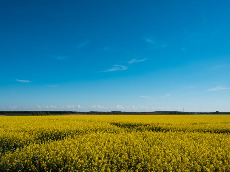 Vast yellow field under a bright blue sky