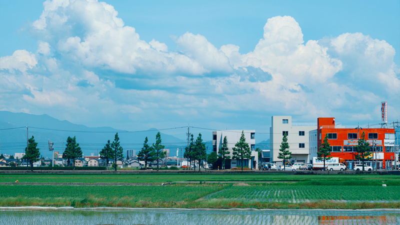 Cars parked in front of buildings with rice fields