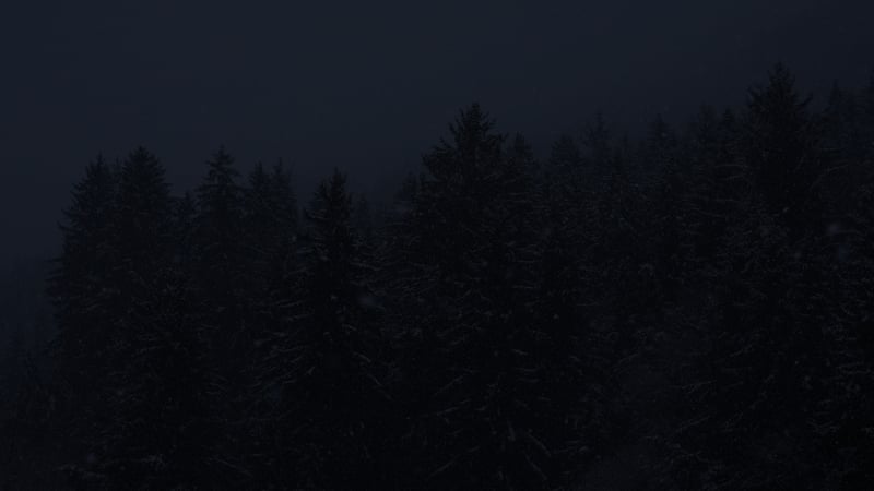 Dark forest with snow at night
