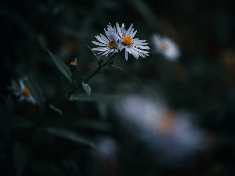 Close-up of delicate white flowers with yellow centers