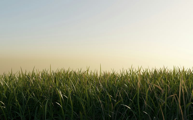 Green grass field under a clear sky