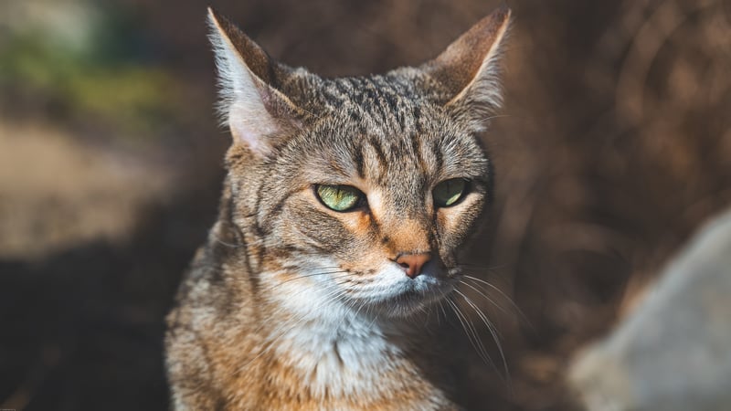 Close-up portrait of a wild cat with green eyes
