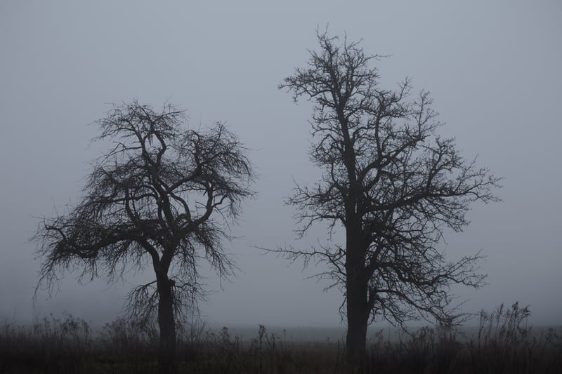 Two bare trees in fog