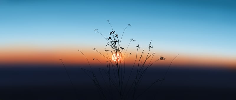 Gracile grass against a sunset gradient