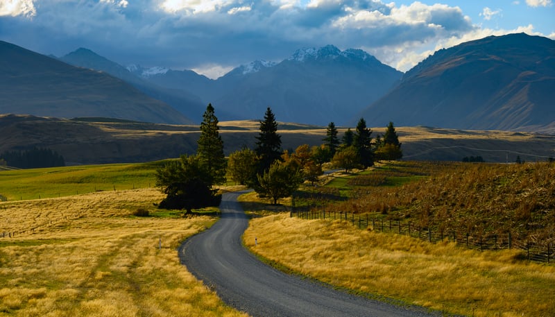 Winding Road Through Golden Fields to Mount Cook, New Zealand