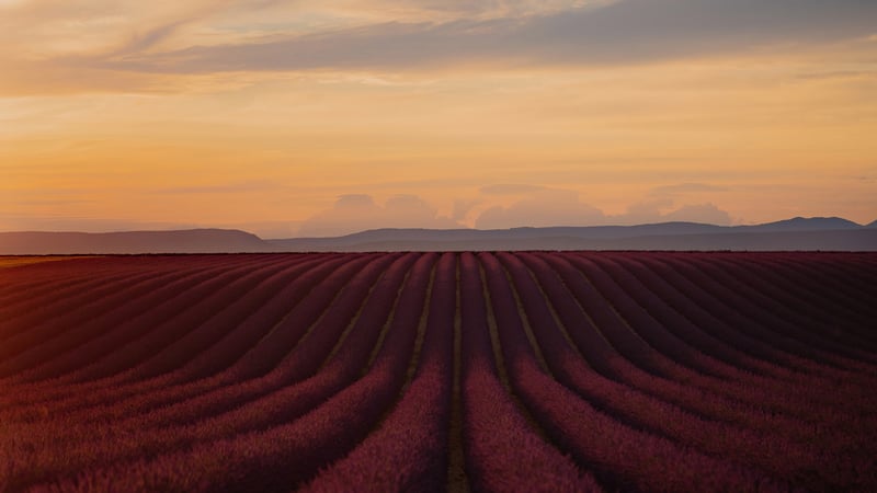 Lavender field at sunset in Provence