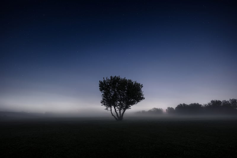Lone tree in foggy field under starry night sky