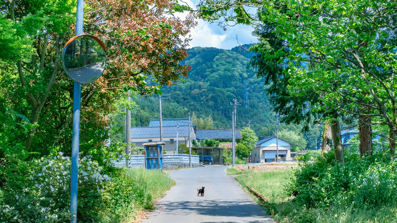 A black cat walks down a road in a Japanese village