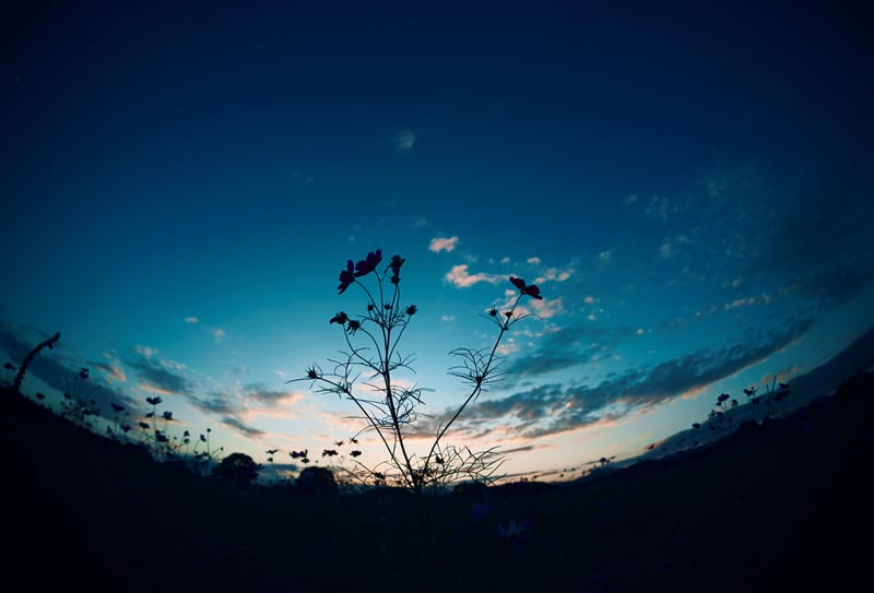 Scenery of a twilight sky with silhouetted plants