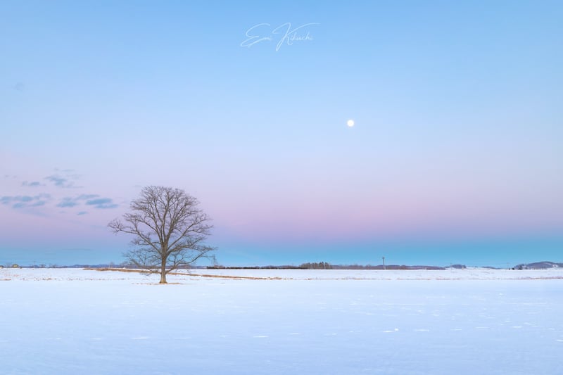 Lone tree in a snowy field under a gradient sky with the moon