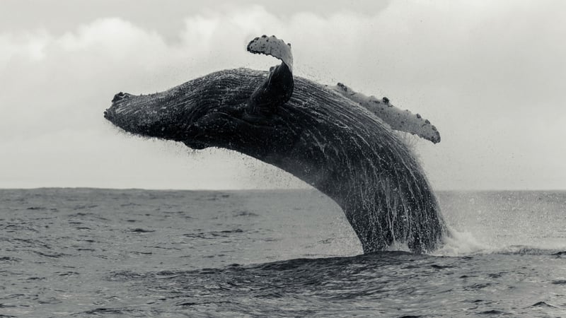 Humpback whale breaching from the sea