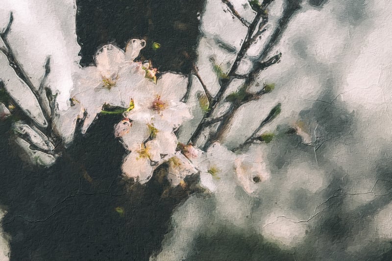 Oil painting of white cherry blossoms on a tree branch
