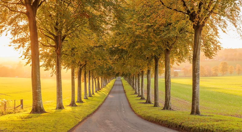 Tree-lined road in autumn sunlight