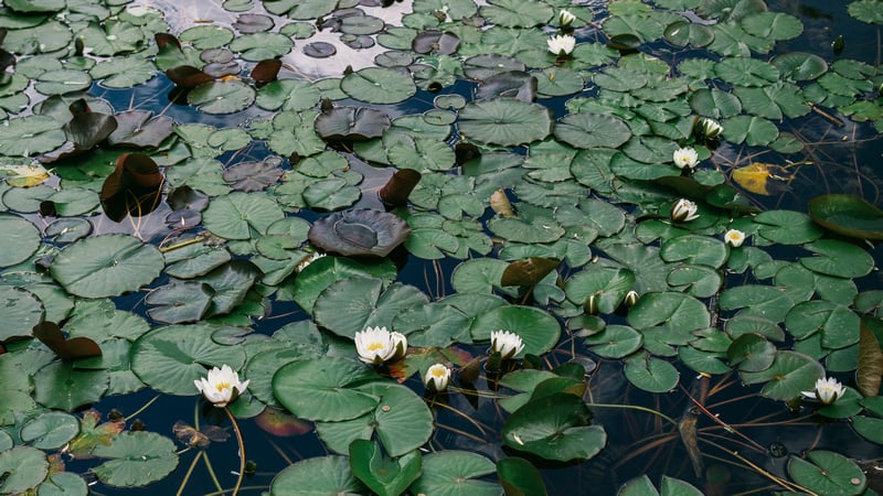 White water lilies floating on a pond