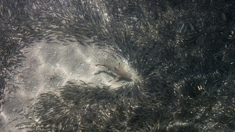 Shark swims through a school of fish