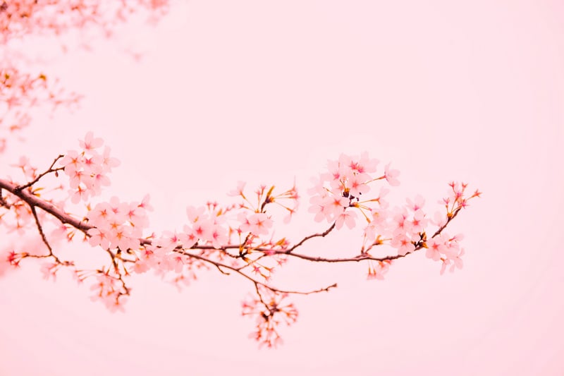 Cherry blossom branch with pink flowers