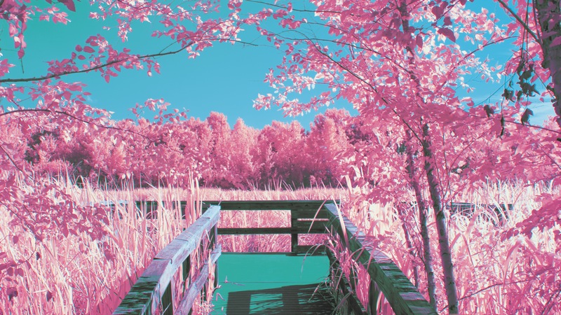 Infrared photography of a pink forest and a wooden walkway