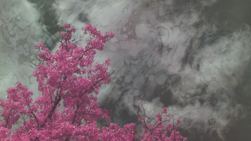 Pink tree branches against a smoky gray sky