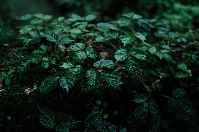 Wet ivy leaves covered in moss