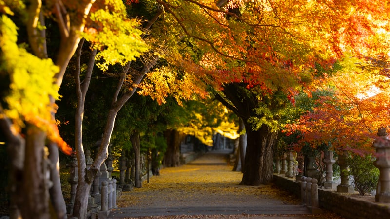 Autumn walkway lined with trees and fallen leaves