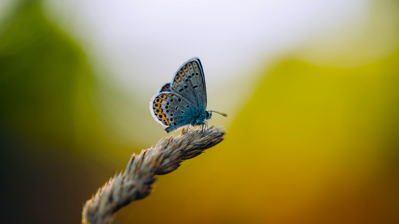 Blue butterfly on a dry plant stalk with bokeh background
