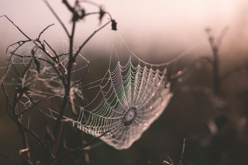 Dew drops on a spiderweb in the morning light