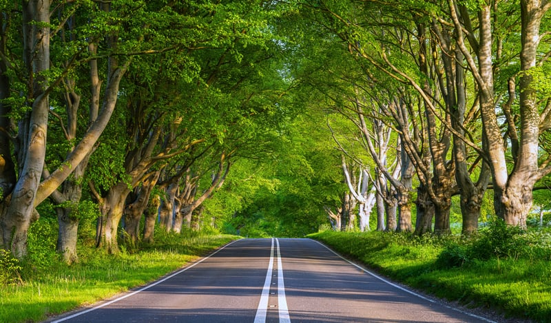 Asphalt road through a green tunnel of trees