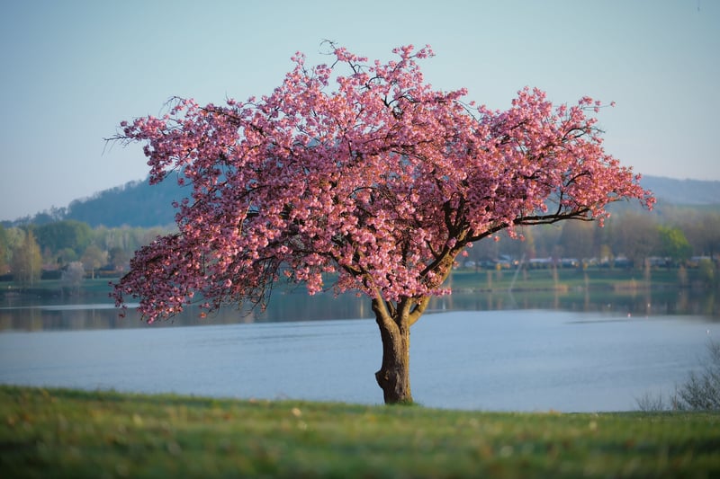 Cherry blossom tree by a lake at sunrise