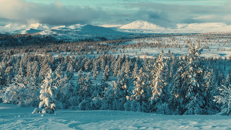 Snow-covered pine forest with distant snowy mountains