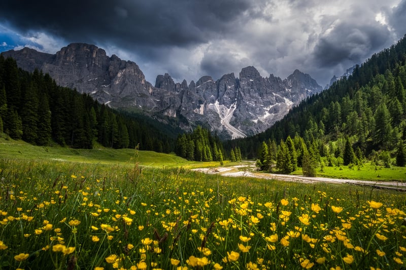 Meadow with yellow flowers and mountains under stormy sky