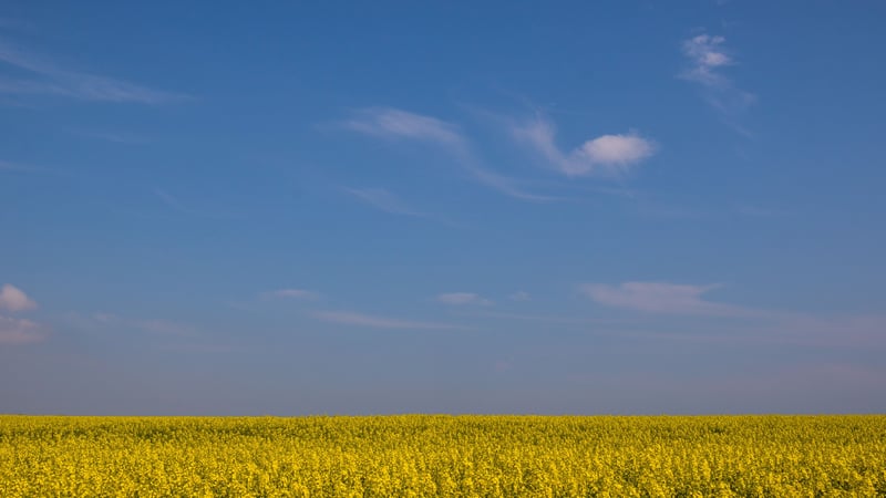 Vast yellow field under a clear blue sky