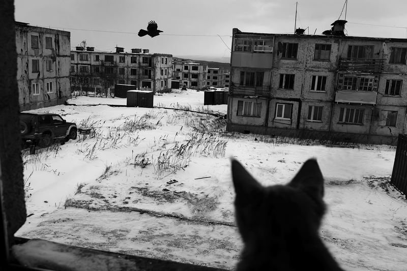 Cat watches crow fly over abandoned snowy city