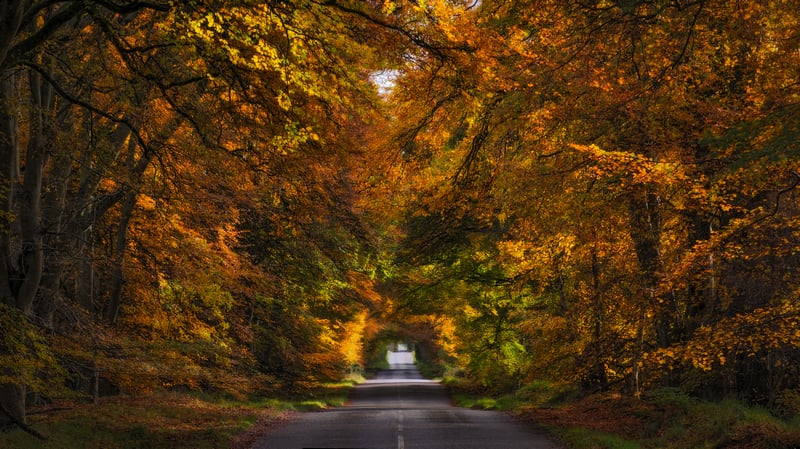 Autumn tunnel of trees over a road