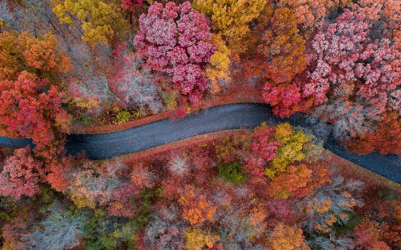 Aerial view of a winding road through autumn trees
