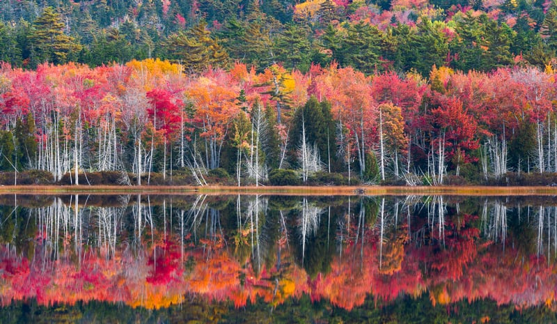 Autumn forest reflected in calm water