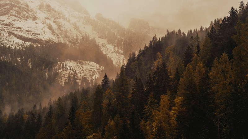 Misty Pine Forest on a Mountain Slope