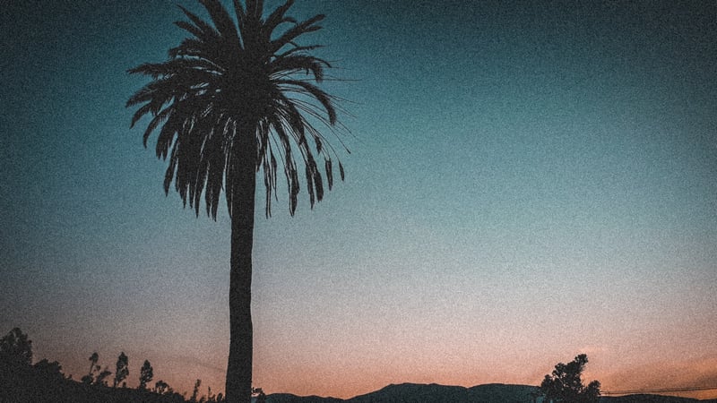 Silhouette of a palm tree against a sunset sky
