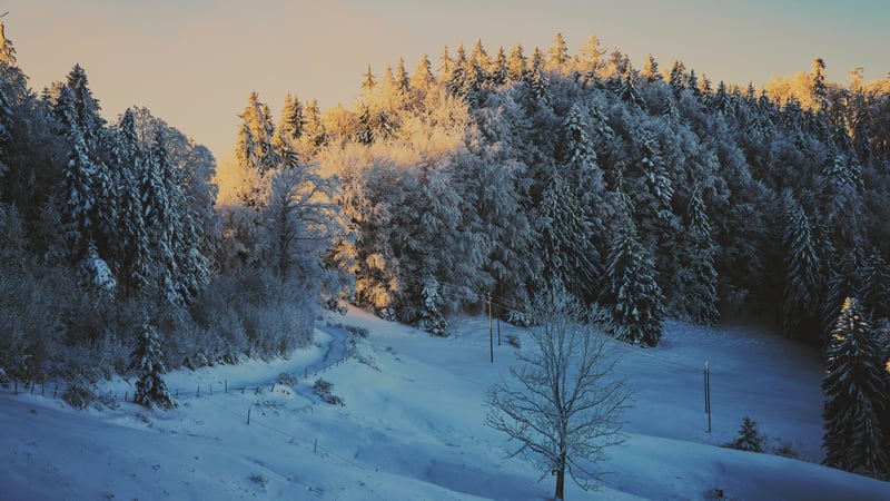 Snowy forest path at sunset with pine trees