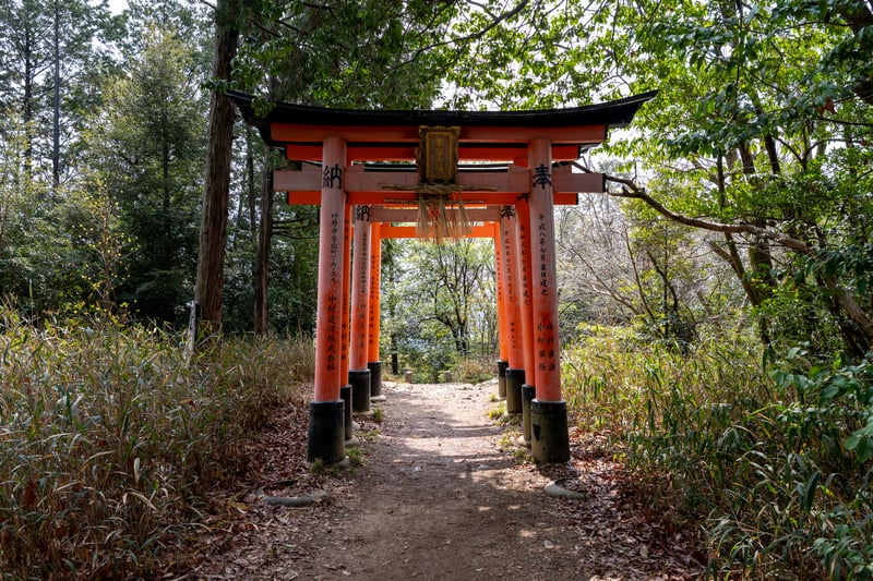 Orange Torii Gates in a Forest Path