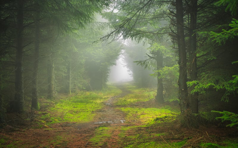 Misty forest path with green moss and trees