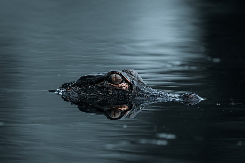 Alligator eye peeking out of dark water